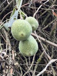 Passiflora viridescens image