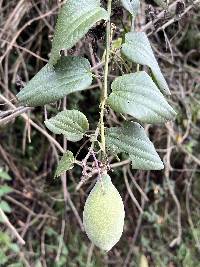 Passiflora viridescens image