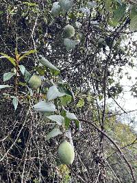 Passiflora viridescens image