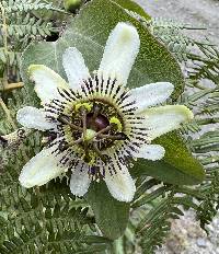 Passiflora indecora image