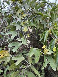 Passiflora indecora image