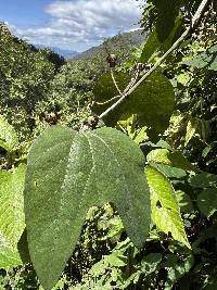 Passiflora indecora image