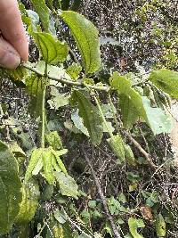 Passiflora viridescens image