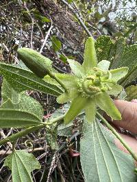 Passiflora viridescens image