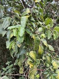 Passiflora viridescens image