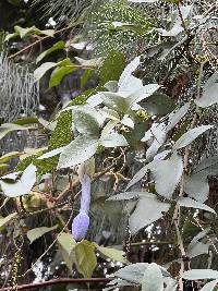 Passiflora cumbalensis image