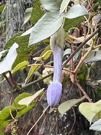 Passiflora cumbalensis image