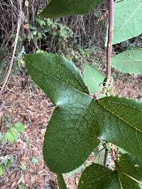 Passiflora cumbalensis image