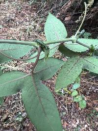 Passiflora cumbalensis image