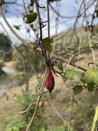 Passiflora sanguinolenta image