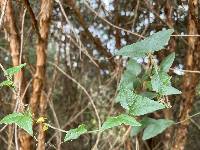 Passiflora exoperculata image