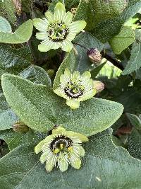 Passiflora exoperculata image