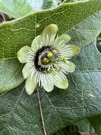 Passiflora exoperculata image