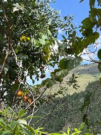 Passiflora ligularis image