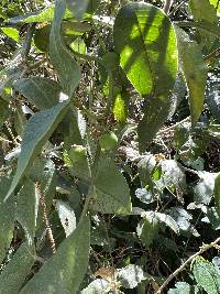 Passiflora exoperculata image