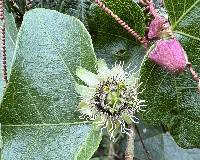 Passiflora exoperculata image