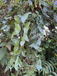 Passiflora exoperculata image