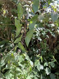 Passiflora exoperculata image