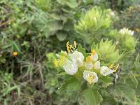 Cantua quercifolia image