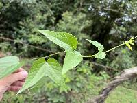 Passiflora capsularis image