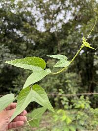 Passiflora capsularis image