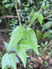 Passiflora capsularis image