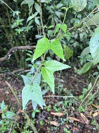 Passiflora capsularis image