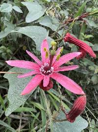 Passiflora sanguinolenta image