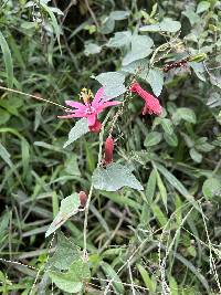 Passiflora sanguinolenta image