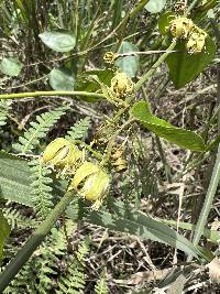 Passiflora auriculata image