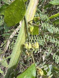 Passiflora auriculata image