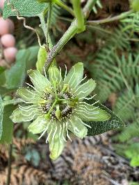 Passiflora exoperculata image