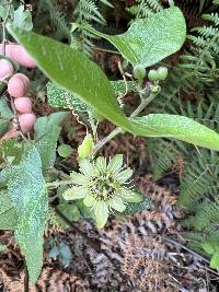 Passiflora exoperculata image