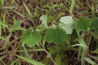 Passiflora dorisiae image