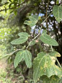 Passiflora indecora image