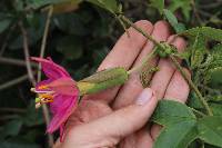 Passiflora brachyantha image