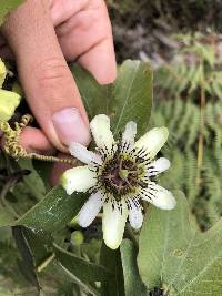 Passiflora indecora image