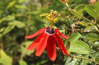 Passiflora manicata image