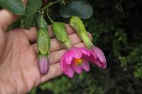 Passiflora glaberrima image