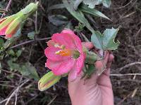 Passiflora mathewsii image