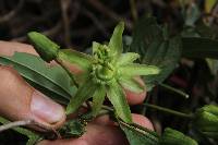 Passiflora viridescens image