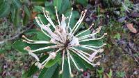 Oreocallis grandiflora image