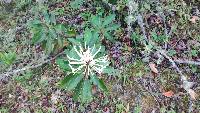 Oreocallis grandiflora image