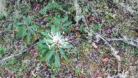 Oreocallis grandiflora image