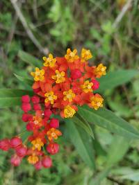 Asclepias curassavica image