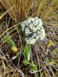 Valeriana microphylla image