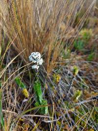 Valeriana microphylla image