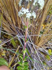 Valeriana microphylla image