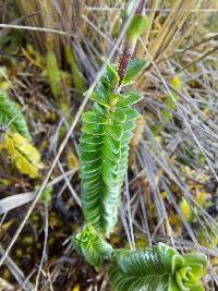 Valeriana microphylla image