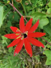 Passiflora manicata image